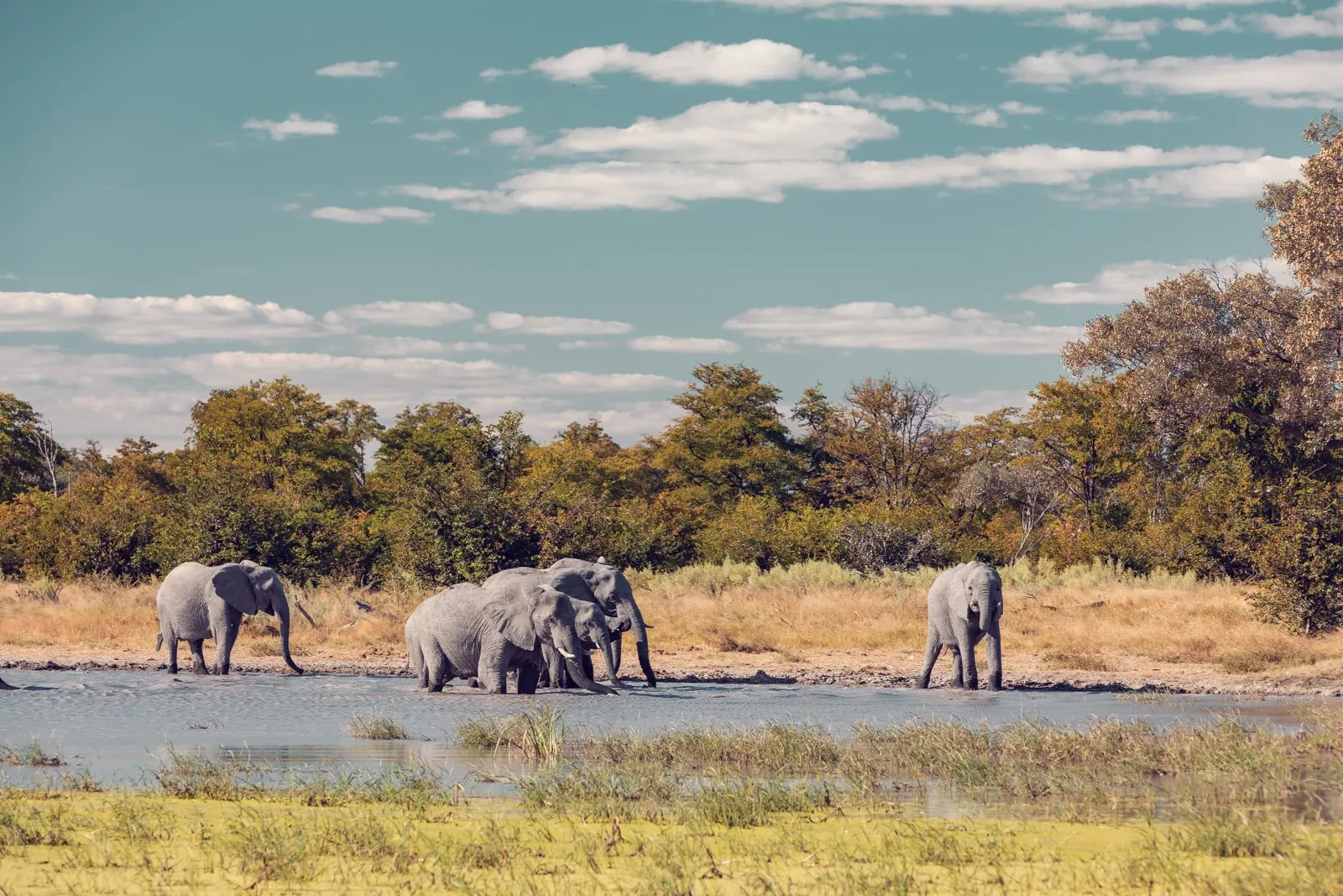 Elefantenherde an einer Wasserstelle im Moremi Game Reserve in Botswana unter weitem Himmel