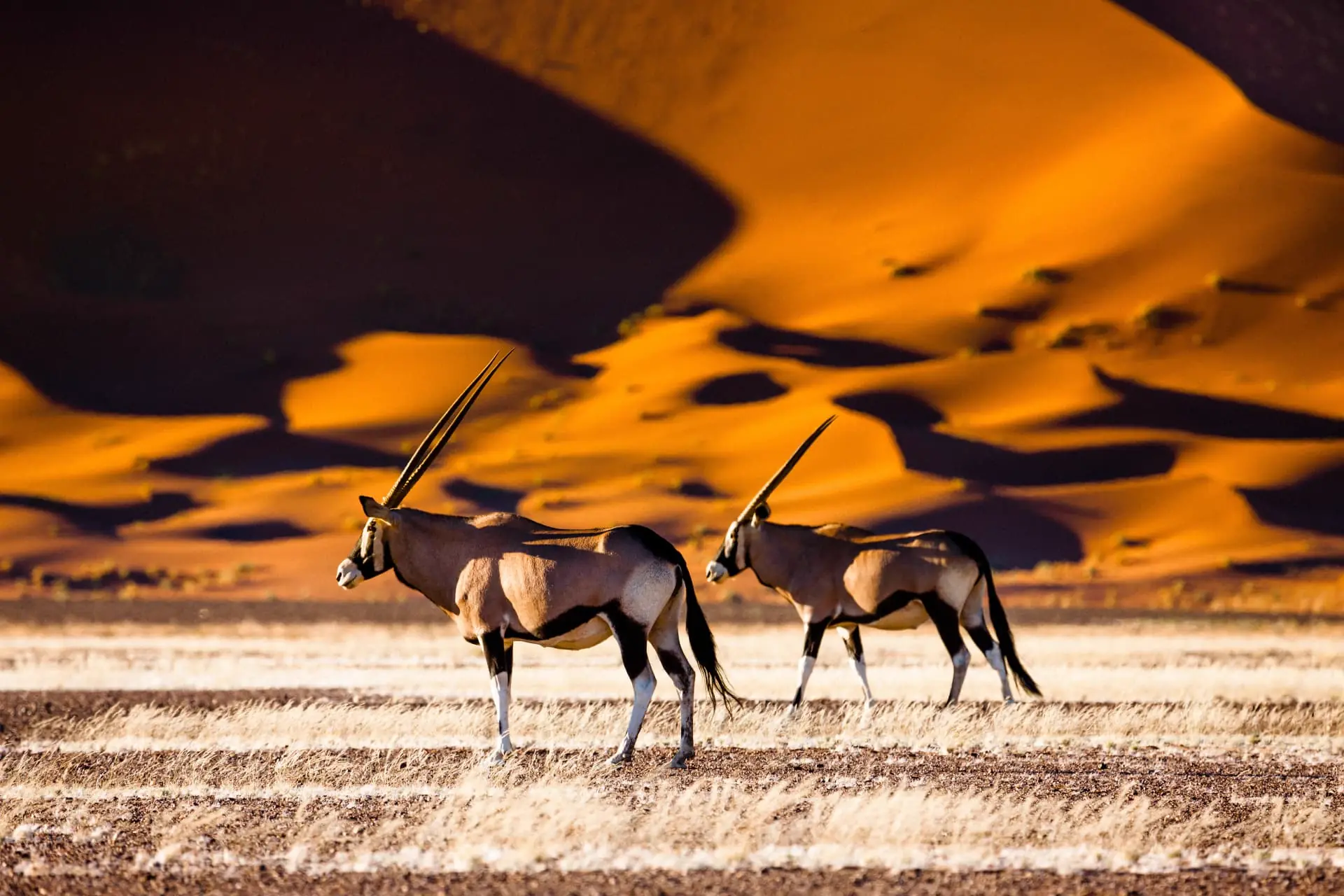 Oryxantilopen vor einer roten Sanddüne im Namib-Naukluft-Gebiet in Namibia
