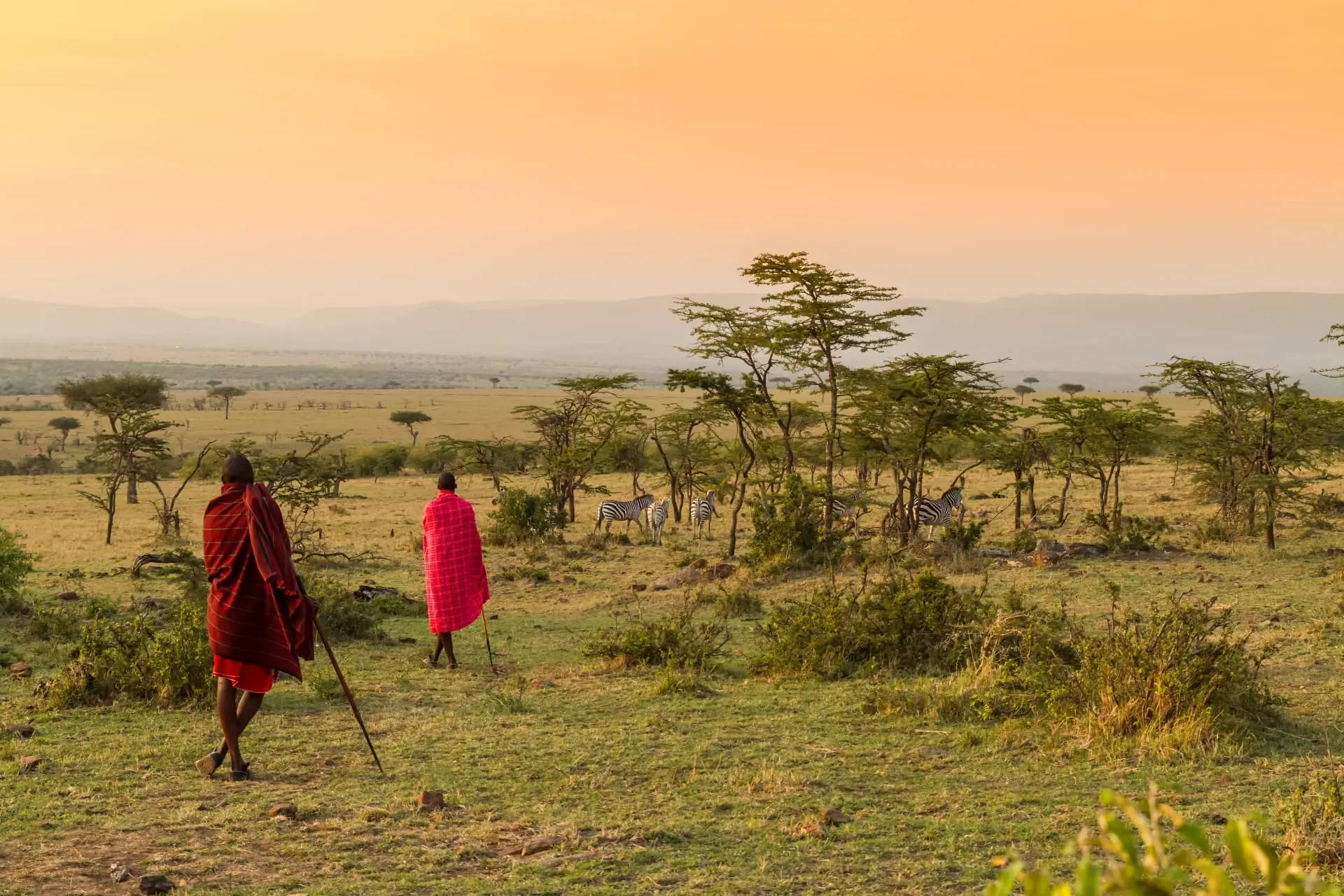 Maasai und Zebras zwischen Akazien in der weiten Savanne der Maasai Mara im Abendlicht, Kenia