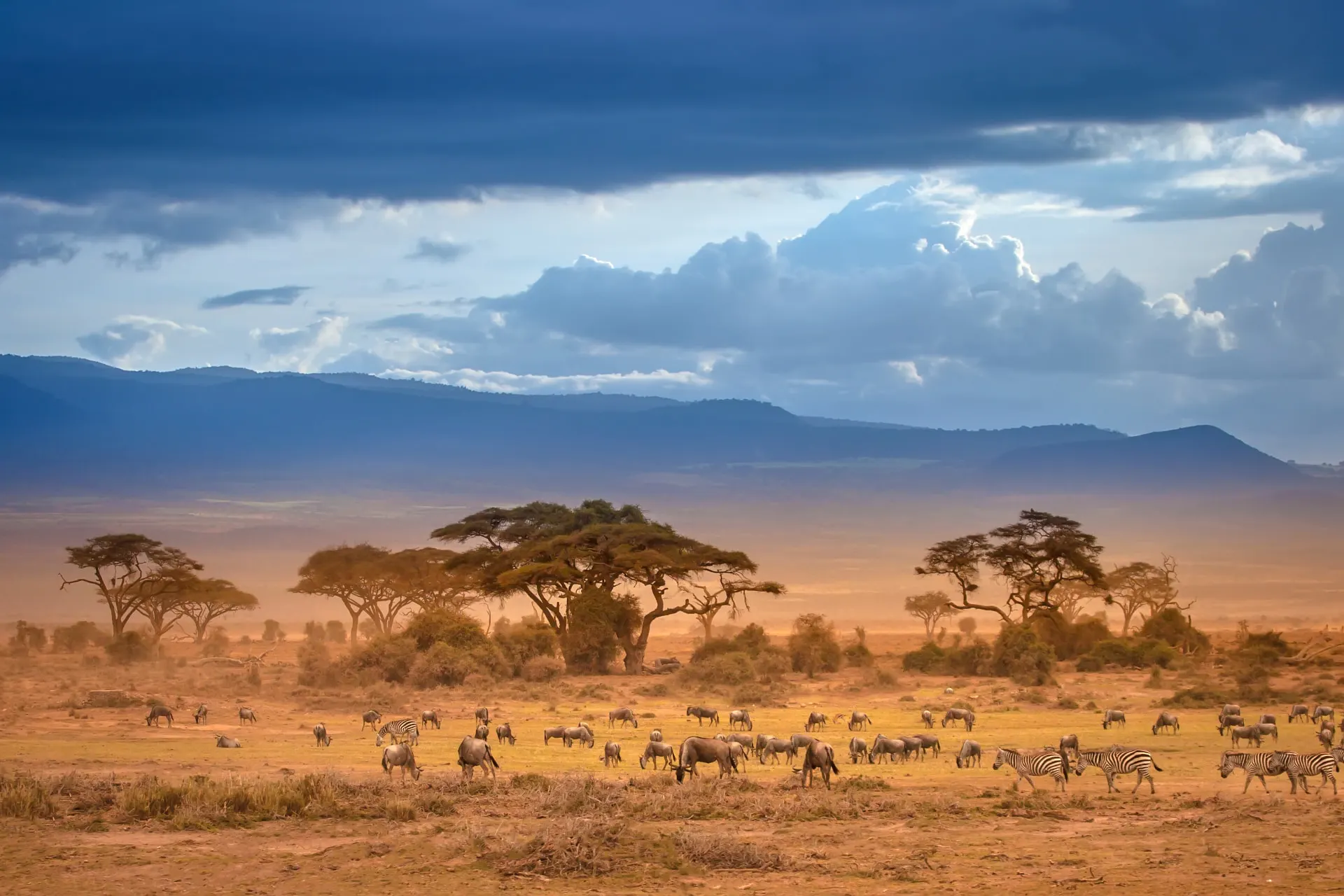 Gnus und Zebras grasen zwischen Akazien in der weiten Savanne Kenias, dahinter Berge und dramatische Wolken im Abendlicht