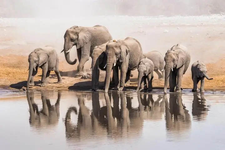 Elefanten an einem Wasserloch in Etosha in Namibia während einer privaten Safari Elefanten an einem Wasserloch in Etosha in Namibia während einer privaten Safari