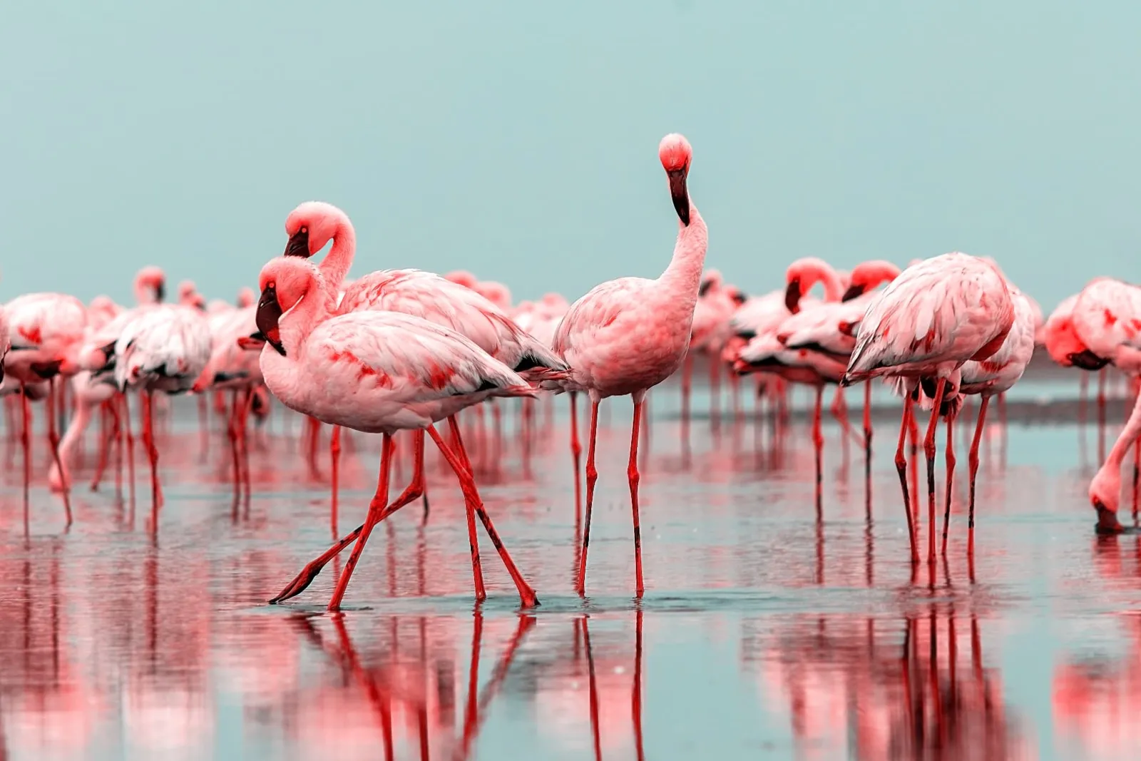 Flamingos in der flachen Lagune der Walvis Bay an der Atlantikküste Namibias mit Spiegelung im Wasser