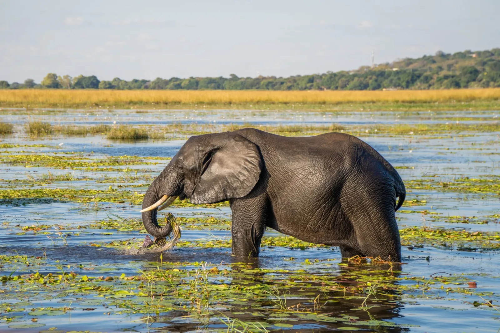 Elefant durchquert eine überschwemmte Ebene mit Seerosen im Okavango Delta in Botswana