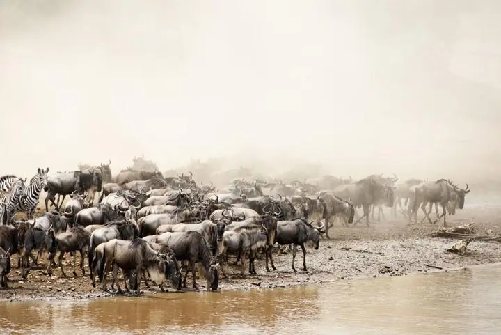 Große Gnuherde zieht während der Tierwanderung durch die weite Grassavanne der Serengeti in Tansania