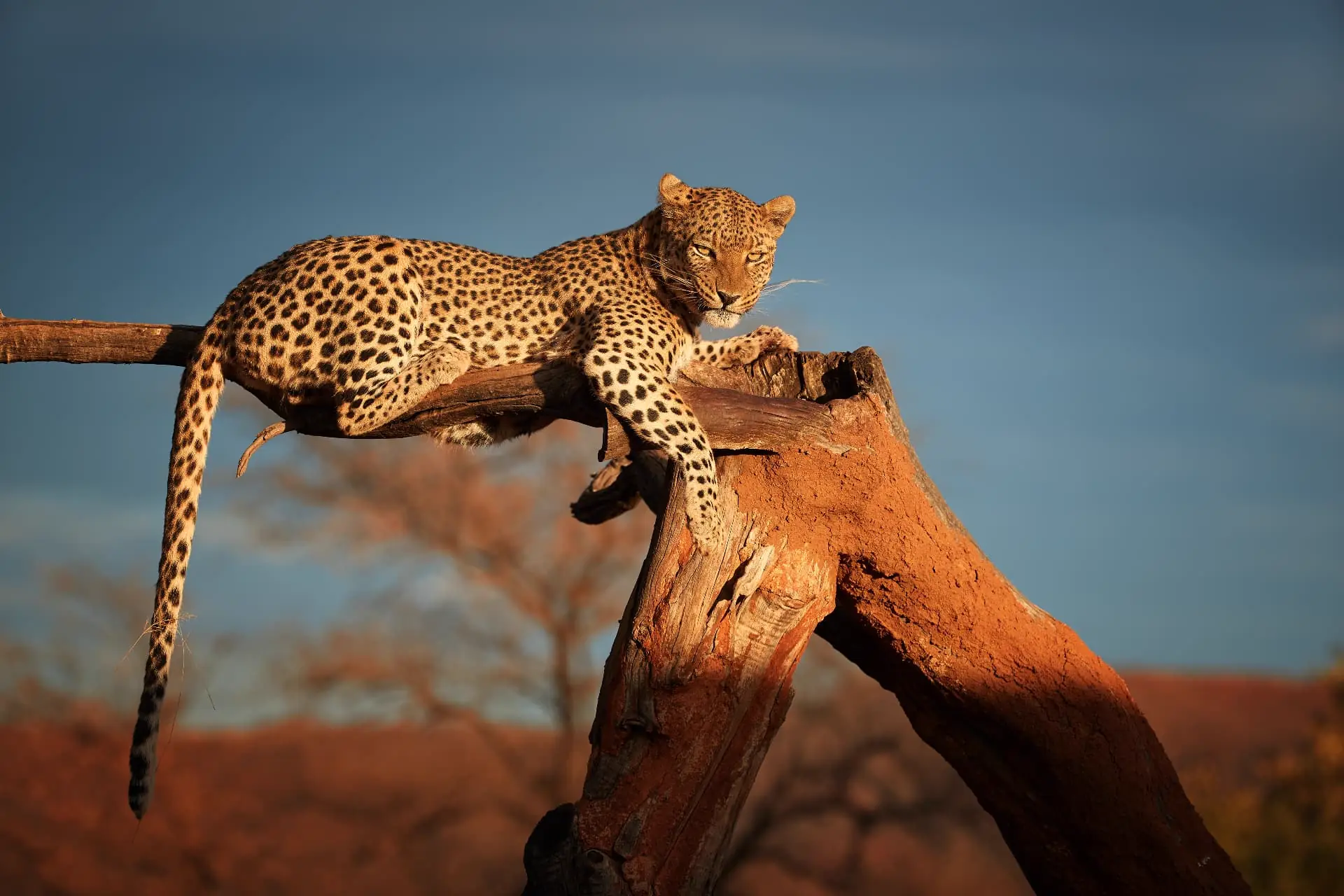 Leopard auf einem Baumstamm im Uferwald am Kwando im Nordosten Namibias