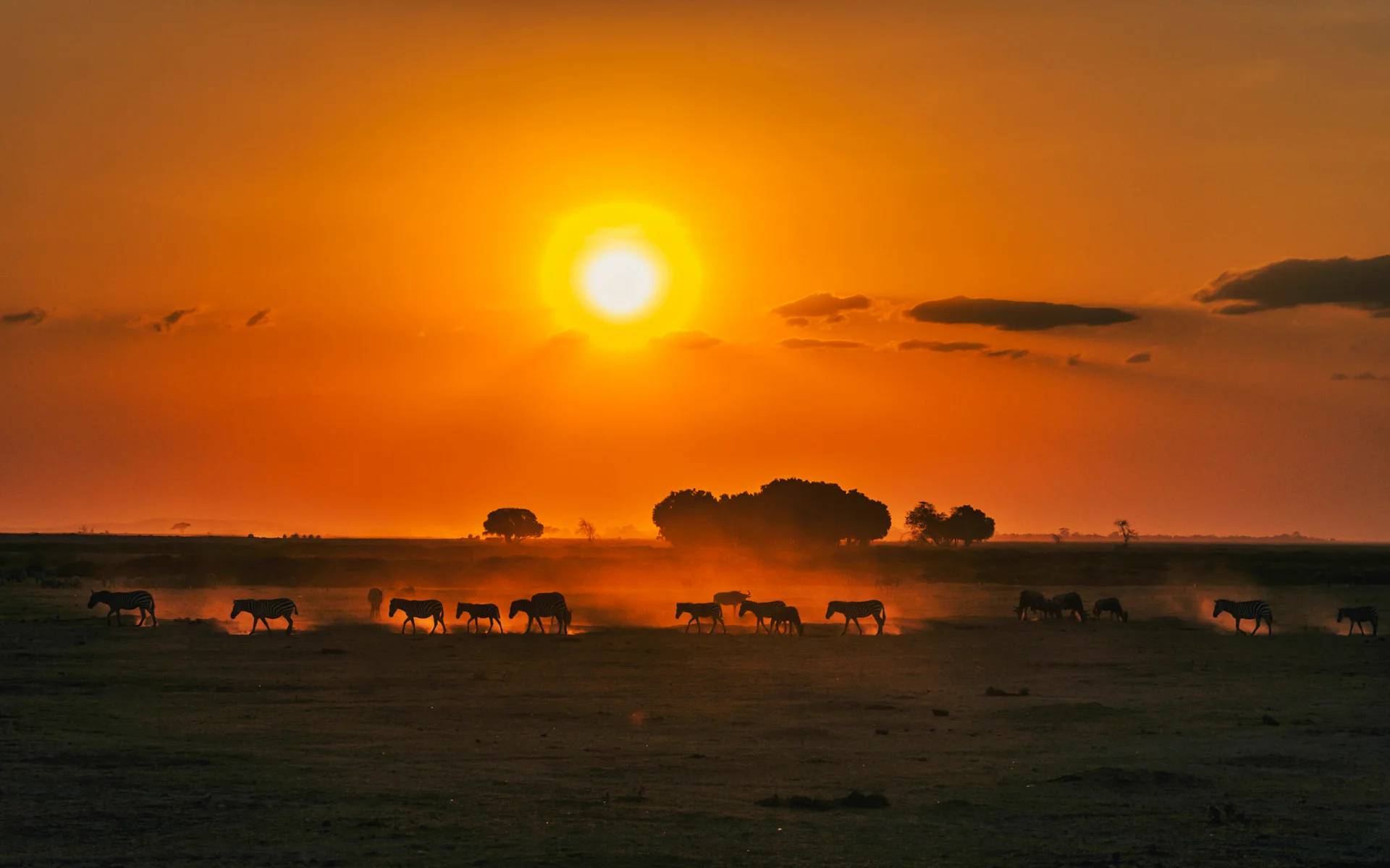 Elefanten in der offenen Savanne Kenias im Morgenlicht als erster Teil einer Safari-und-Strand-Reise