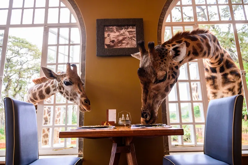 Zwei Giraffen schauen im Giraffe Manor bei Nairobi in Kenia durch die Fenster an den Frühstückstisch