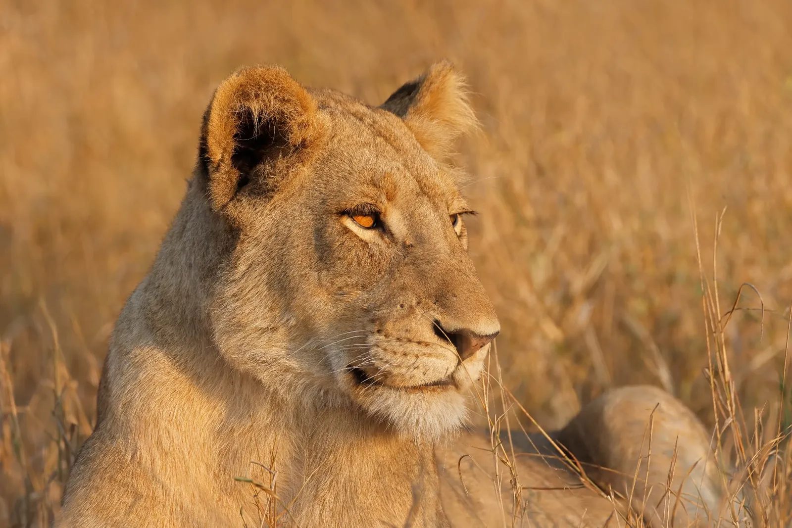 Löwin im trockenen Gras des Timbavati-Reservats im Greater Kruger, Südafrika