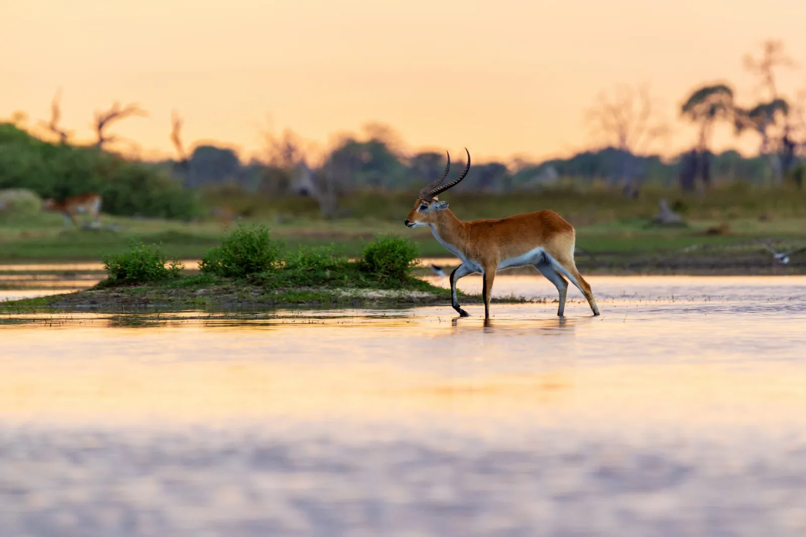 Litschi-Wasserböcke im Abendlicht auf den Schwemmebenen des Okavango-Deltas, Botswana