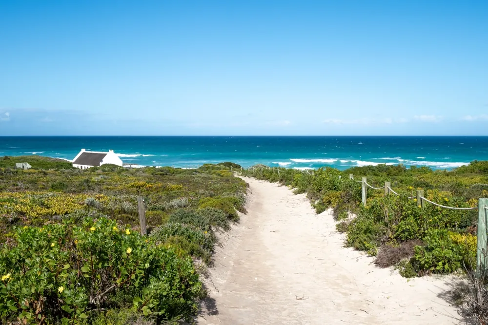Sandweg durch blühenden Fynbos zur Küste im De Hoop Nature Reserve in Südafrika mit Blick auf den Indischen Ozean