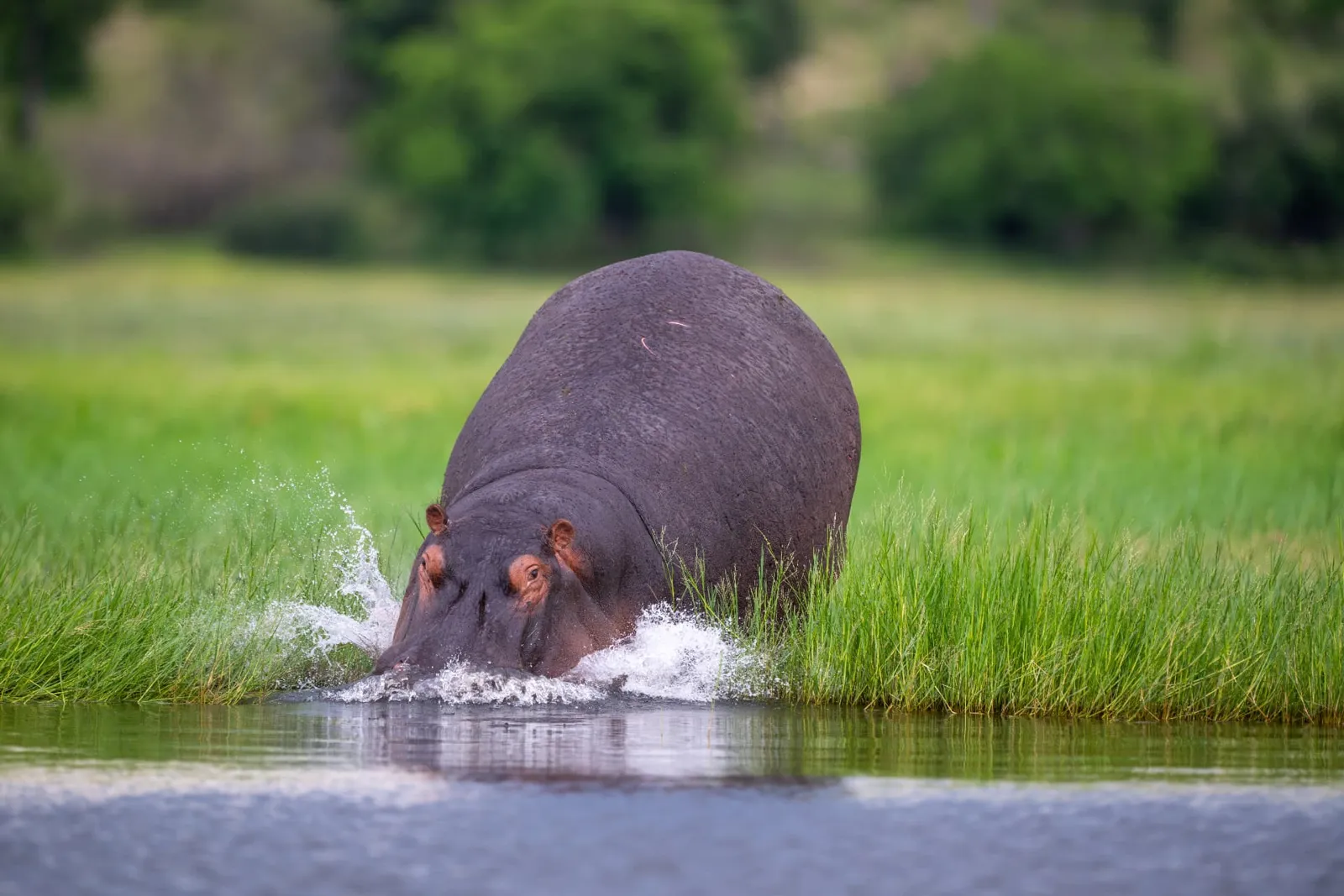 Flusspferd steigt am grünen Ufer des Chobe River im Chobe Nationalpark in Botswana ins Wasser