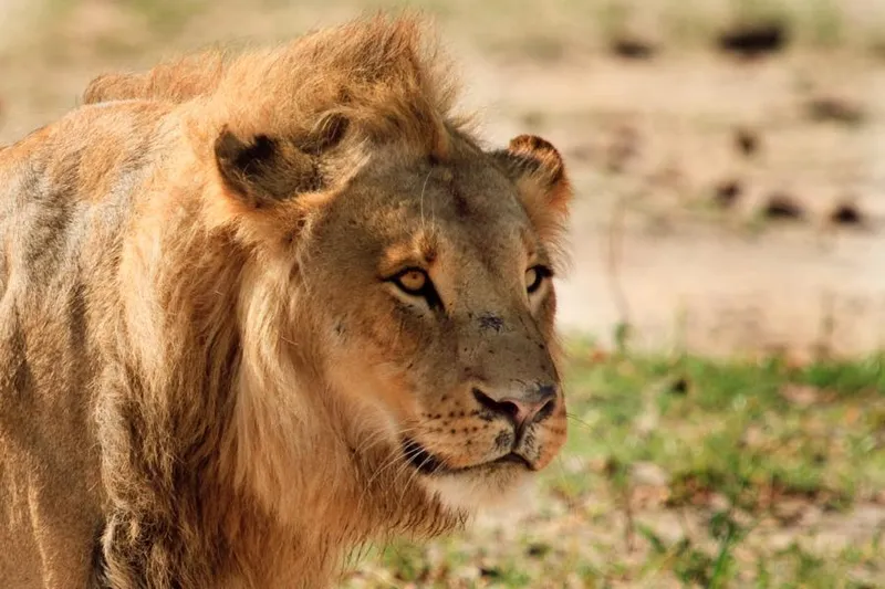 Weite Savannenlandschaft mit Akazien im Hwange Nationalpark in Simbabwe