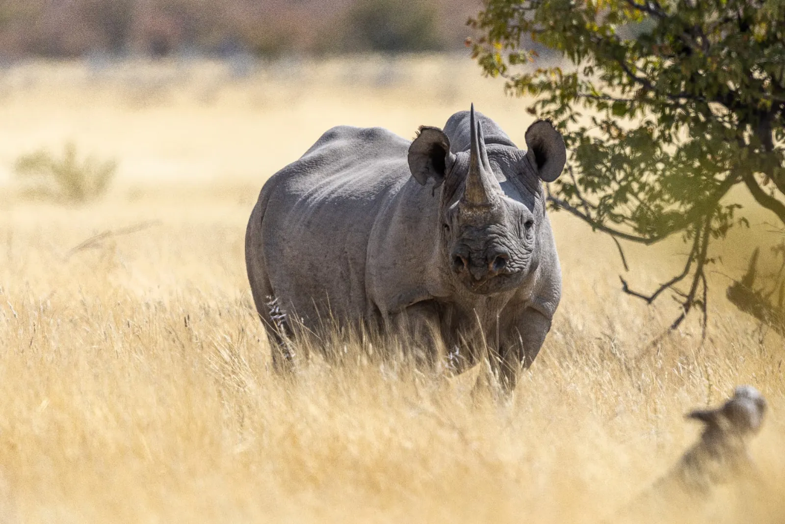 Spitzmaulnashorn im Trockengras des privaten Ongava Reserve am Südrand des Etosha Nationalparks in Namibia