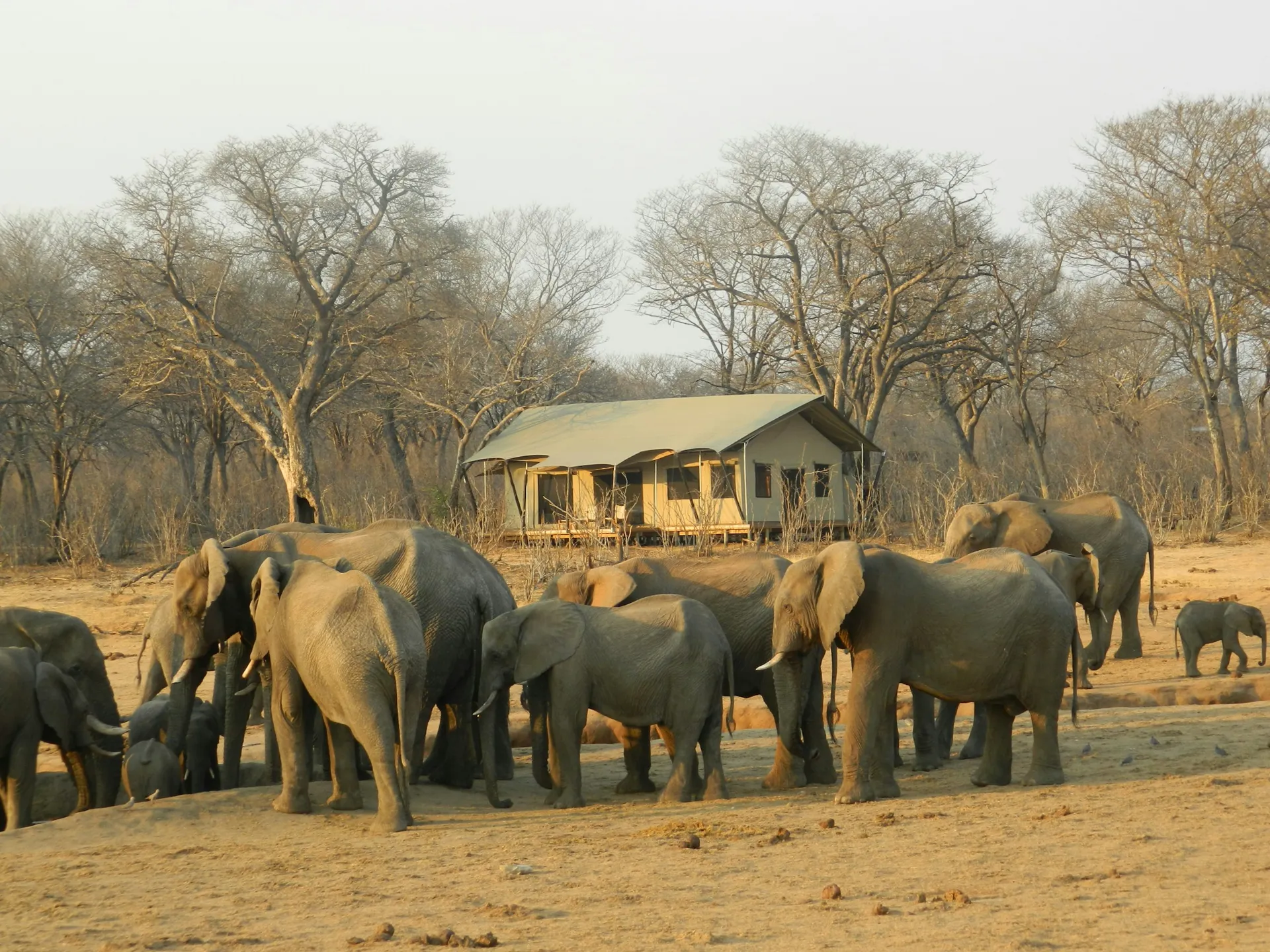 Elefantenherde an einer Wasserstelle vor einem Camp im Hwange-Nationalpark in Simbabwe