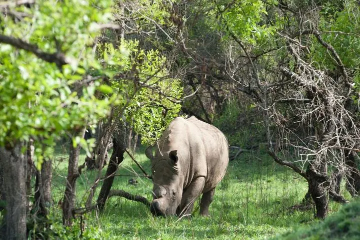 Breitmaulnashorn im Ziwa Rhino Sanctuary in Uganda bei einer geführten Wanderung