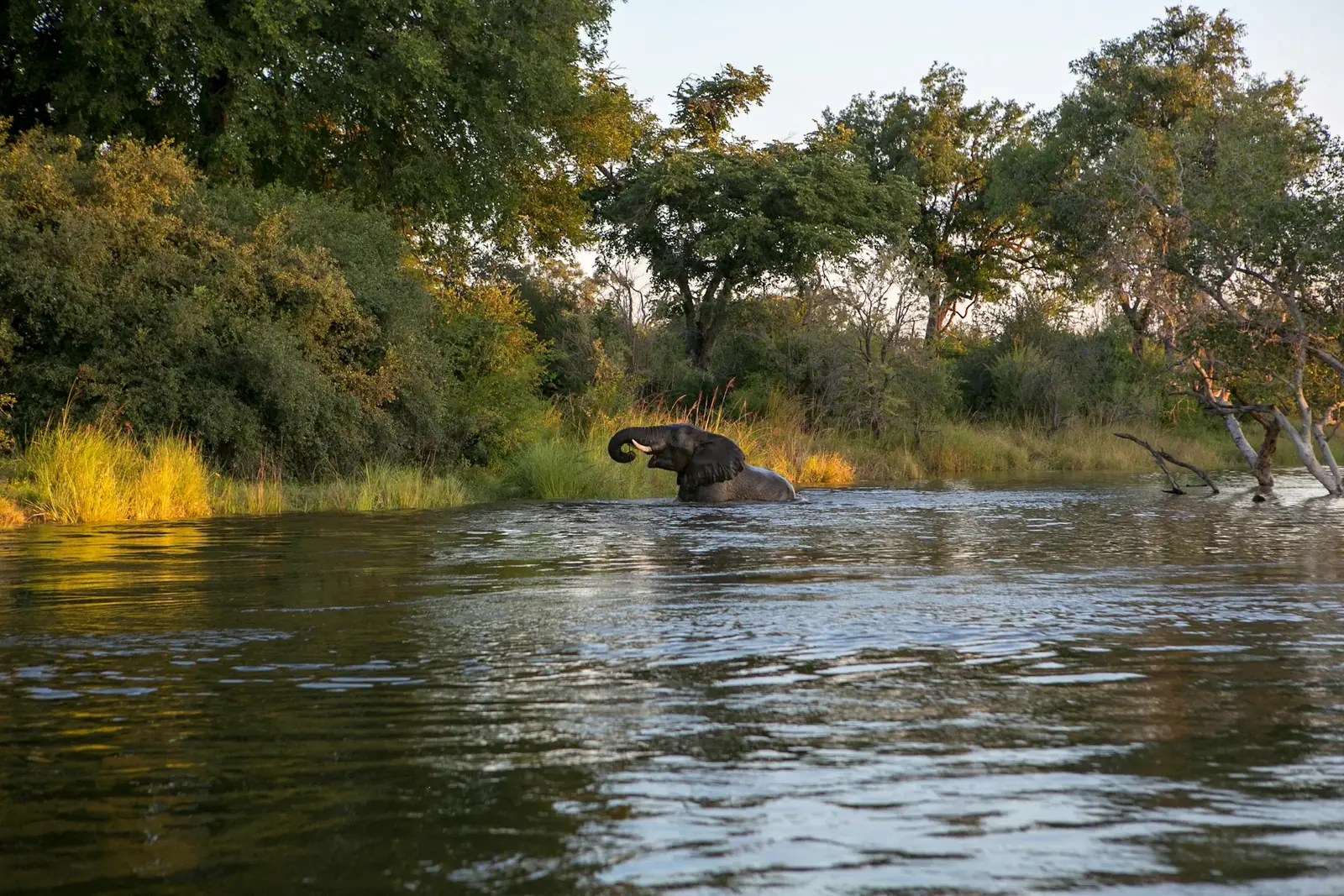 Kanufahrt im Morgenlicht auf dem Sambesi im Lower Zambezi in Sambia, Elefanten trinken am Flussufer