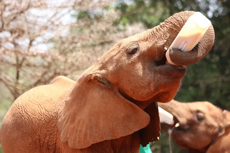 Elefantenwaise wird im David Sheldrick Wildlife Trust bei Nairobi in Kenia mit der Flasche gefüttert