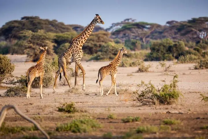 Giraffen in der offenen Savanne der Serengeti nahe einem mobilen Safaricamp, Tansania