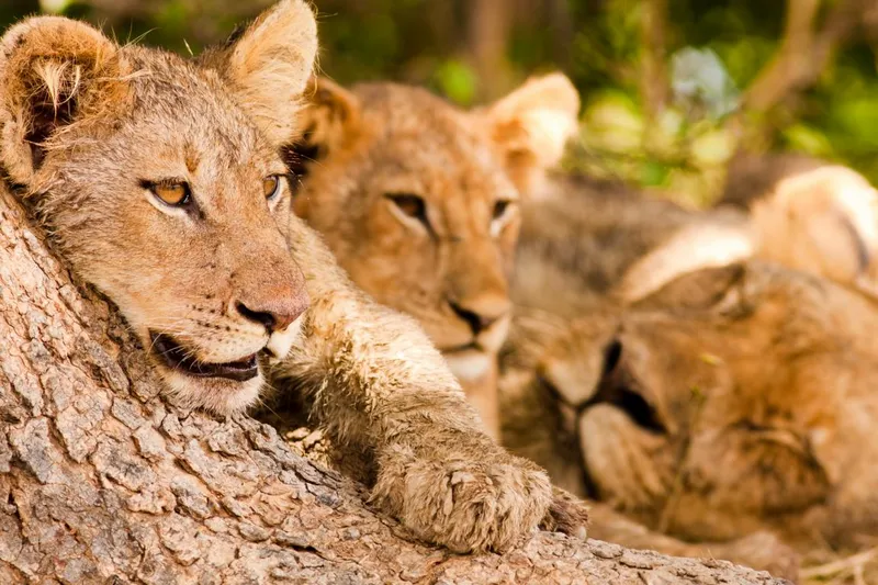 Junge Löwen ruhen auf einem Baum im South Luangwa Nationalpark in Sambia