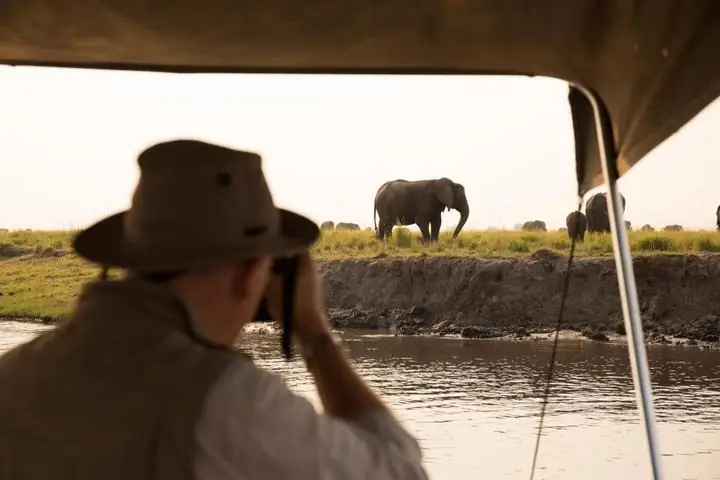 Elefantenherde am Ufer des Chobe in Botswana im Abendlicht während der Trockenzeit
