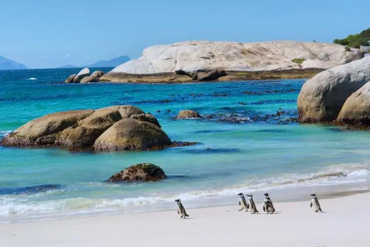Afrikanische Pinguine am Boulders Beach bei Simon's Town an der Kap-Halbinsel in Südafrika