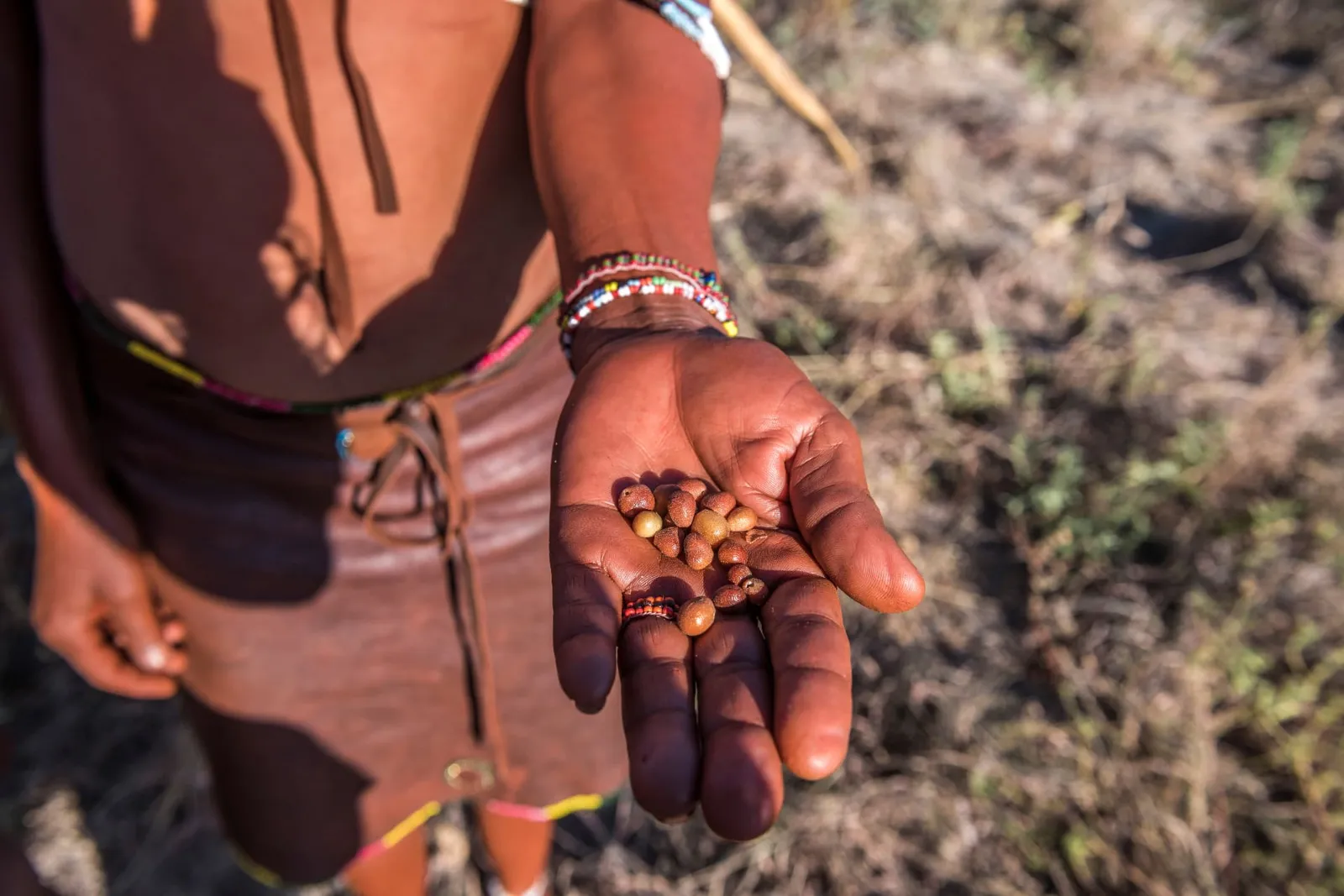 Hand eines San-Guides mit gesammelten Wildfrüchten während einer Buschwanderung in der nördlichen Kalahari in Botswana