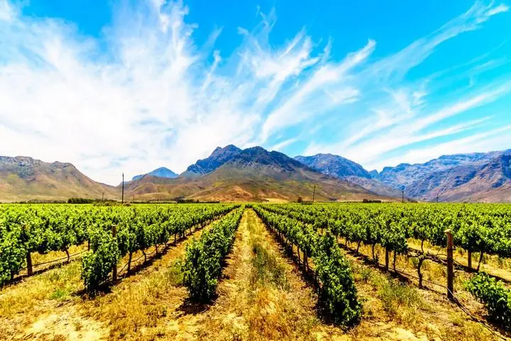 Weinberge der Cape Winelands vor zerklüfteten Bergen bei Stellenbosch in Südafrika im Morgenlicht