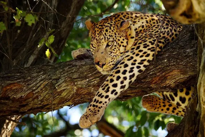 Leopard ruht auf einem Ast im Okavango Delta in Botswana während einer privaten Pirschfahrt Leopard ruht auf einem Ast im Okavango Delta in Botswana während einer privaten Pirschfahrt