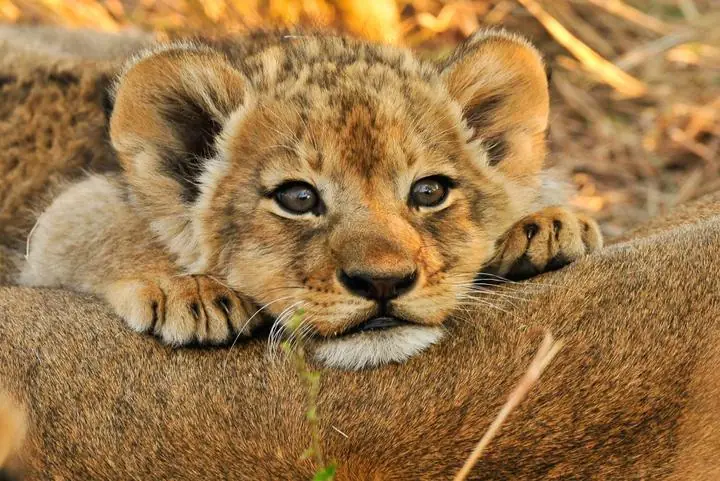 Junger Löwe im Gras eines privaten Wildreservats im Sabi Sand in Südafrika