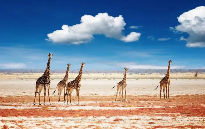 Giraffen in der weiten, trockenen Savanne des Etosha Nationalparks in Namibia Giraffen in der weiten, trockenen Savanne des Etosha Nationalparks in Namibia