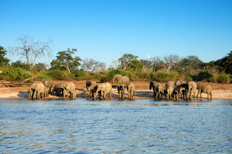 Elefantenherde am Ufer des Luangwa River im South Luangwa Nationalpark in Sambia