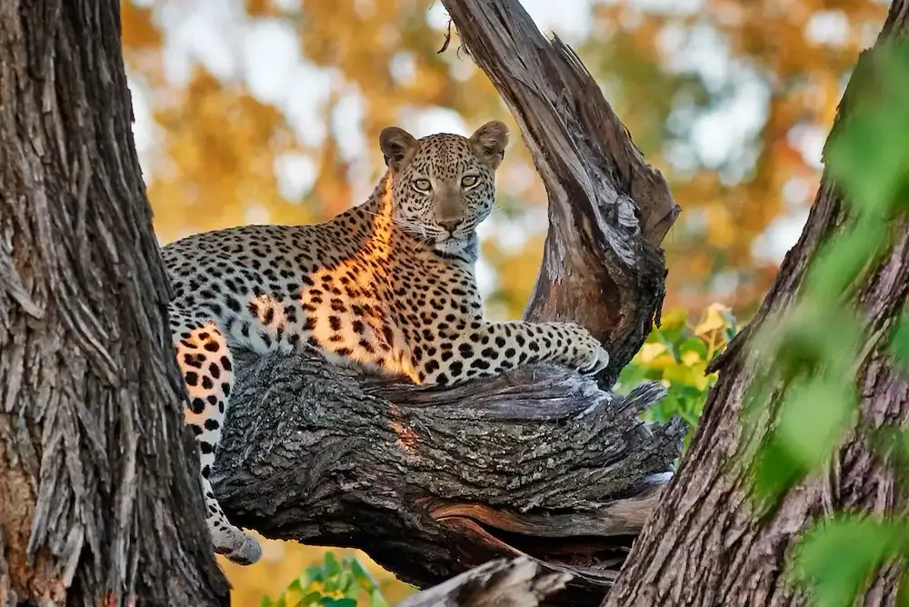 Leopard im Uferwald des Moremi Game Reserve in Botswana