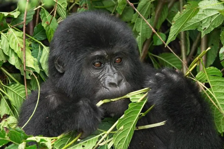 Berggorilla zwischen dichtem Blattwerk im Bwindi-Regenwald im Südwesten Ugandas beim Gorilla-Trekking