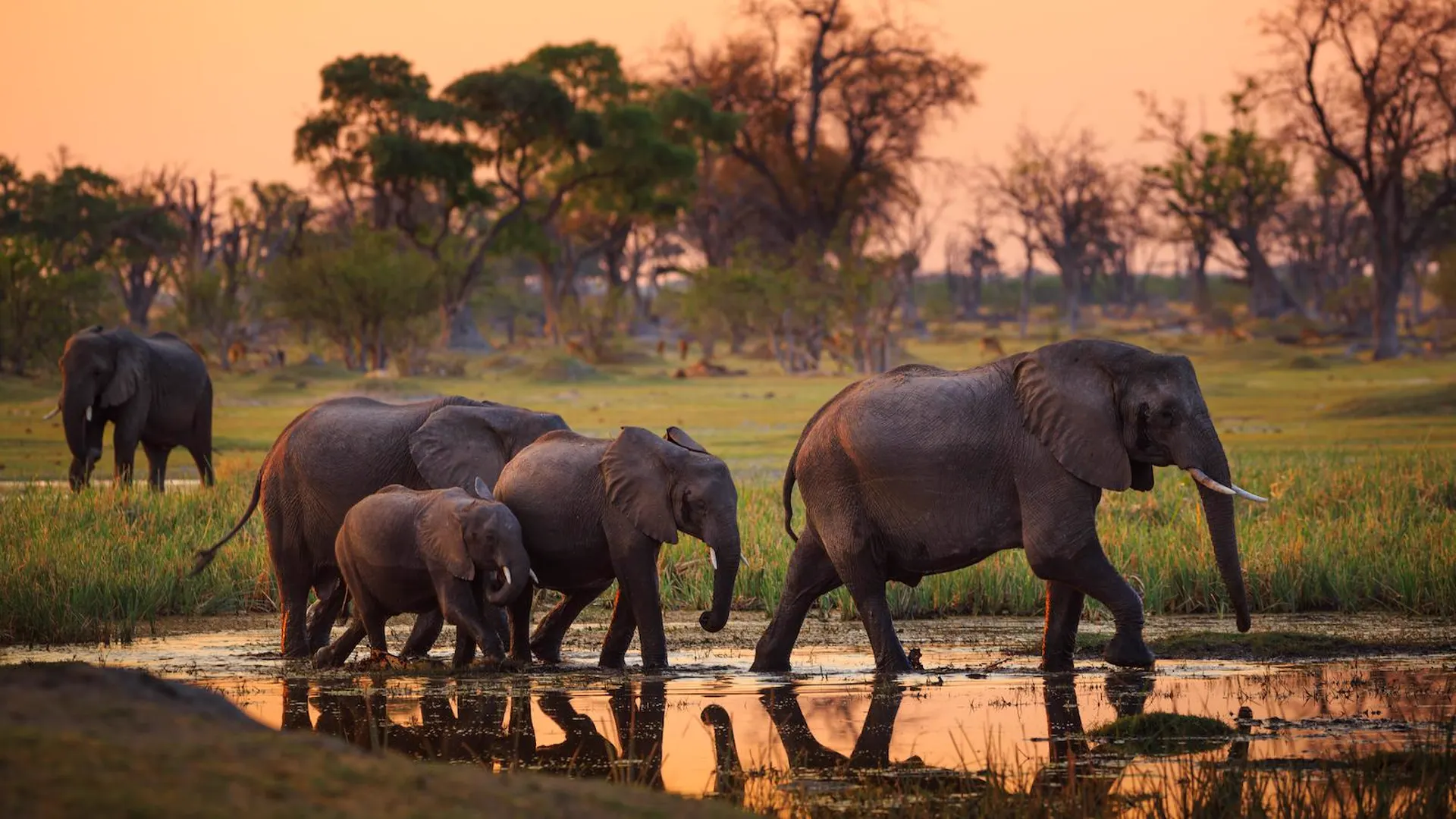 Elefantenherde mit Jungtier durchquert im Abendlicht ein flaches Wasserloch im Okavango Delta in Botswana