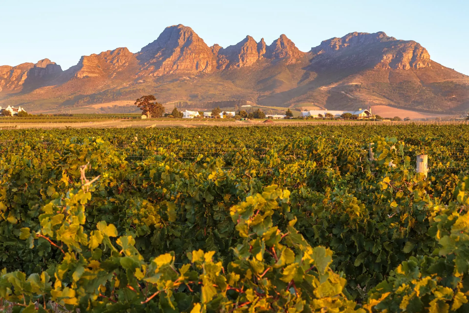 Rebzeilen der Winelands bei Stellenbosch in Südafrika vor den Helderberg-Gipfeln im Abendlicht