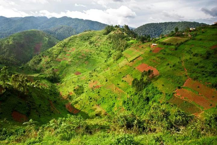 Nebelverhangene Hügel des Bwindi Impenetrable Forest in Uganda am frühen Morgen