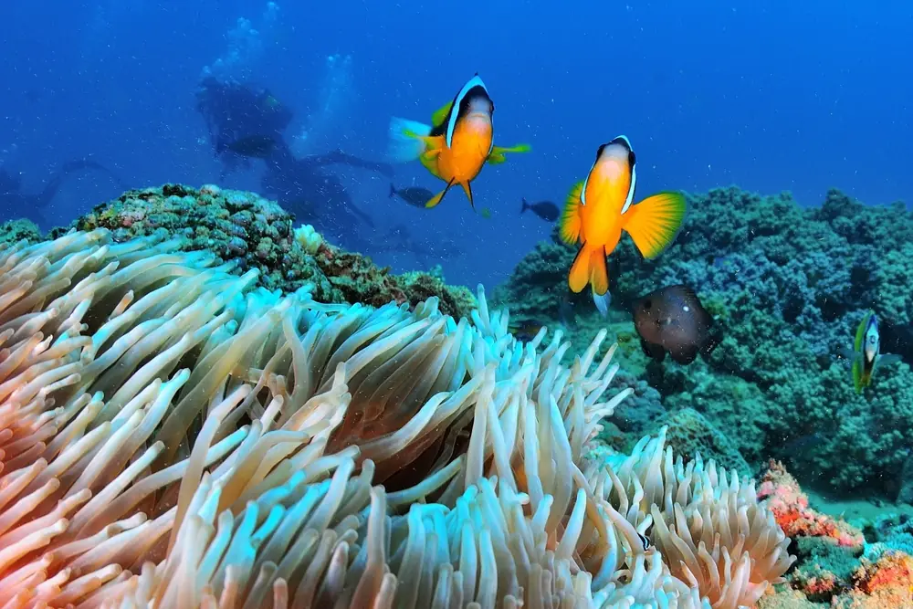 Anemonenfische und Taucher an einem Korallenriff vor Mosambik im Indischen Ozean – Unterwasserwelt einer Meeres-Safari