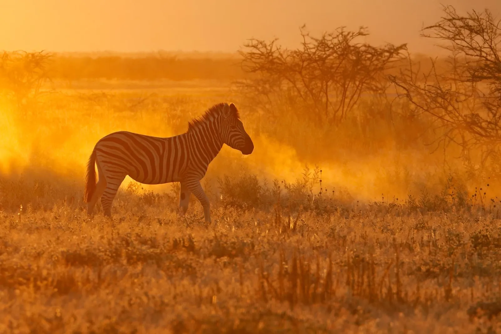 Zebra im goldenen Abendlicht in der Savanne des Etosha Nationalparks in Namibia