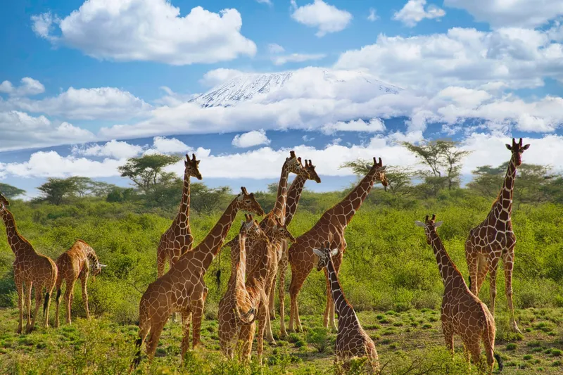Giraffen vor dem Kilimandscharo in Amboseli, Kenia – erster Halt einer Flugsafari bis in die Masai Mara