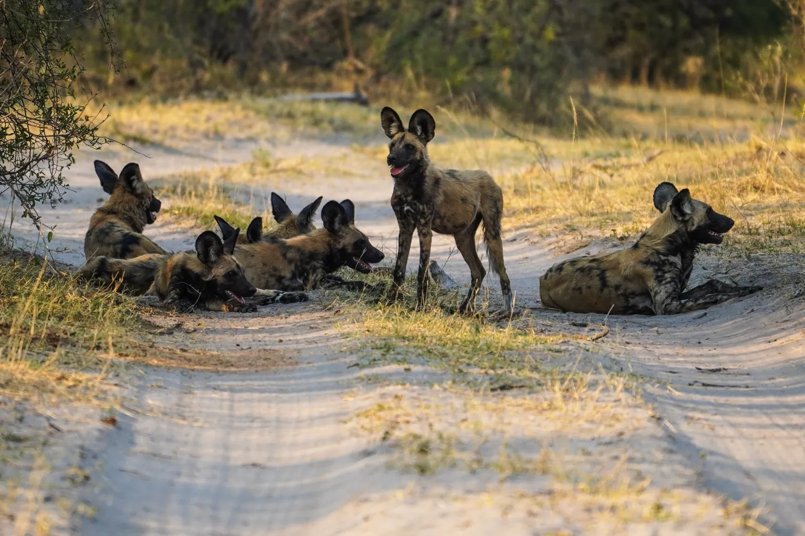 Rudel Afrikanischer Wildhunde ruht auf einer Sandpiste im Bwabwata Nationalpark im Nordosten Namibias