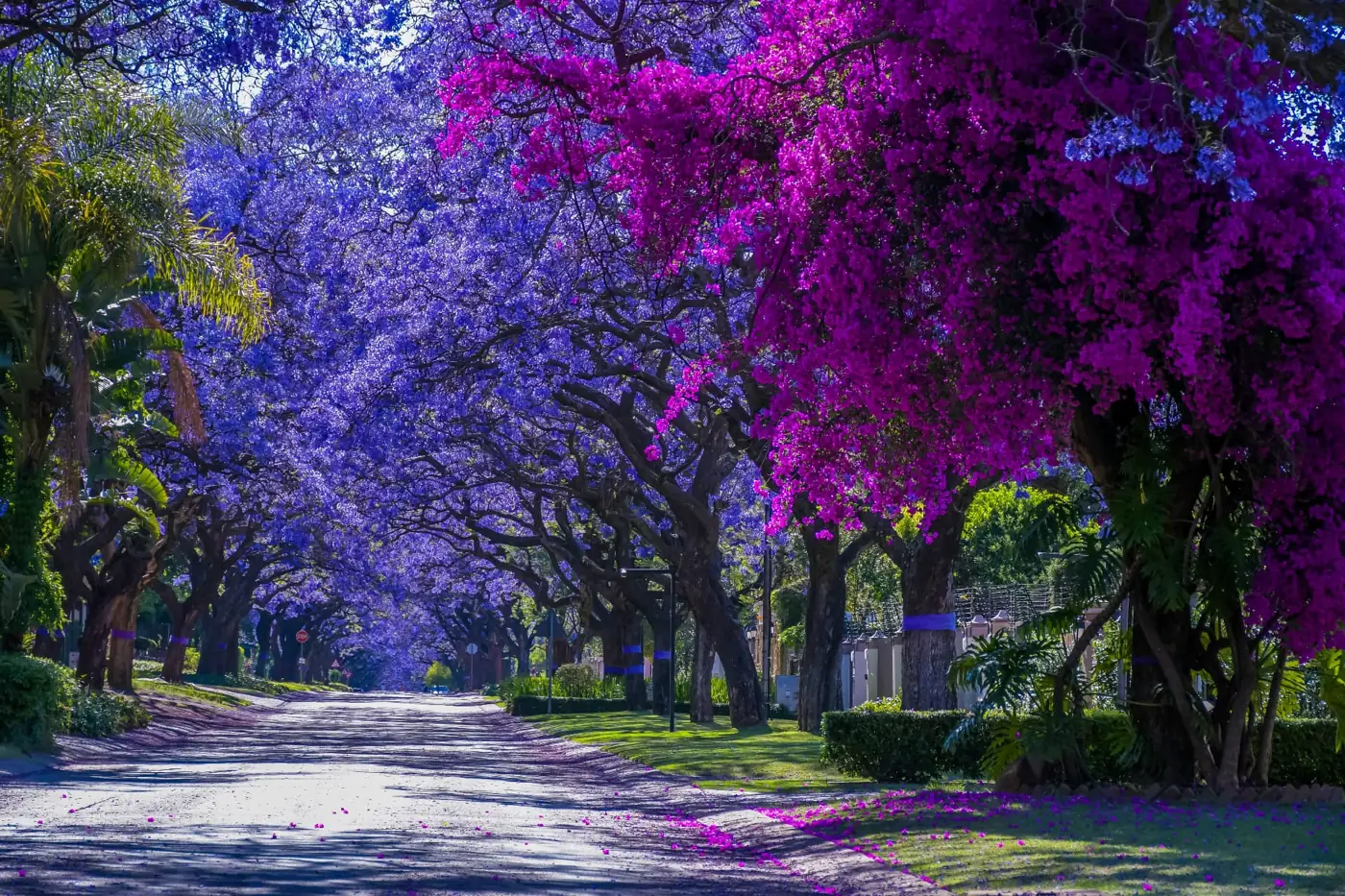 Allee mit violett blühenden Jacaranda-Bäumen in Pretoria in Südafrika im Frühlingslicht