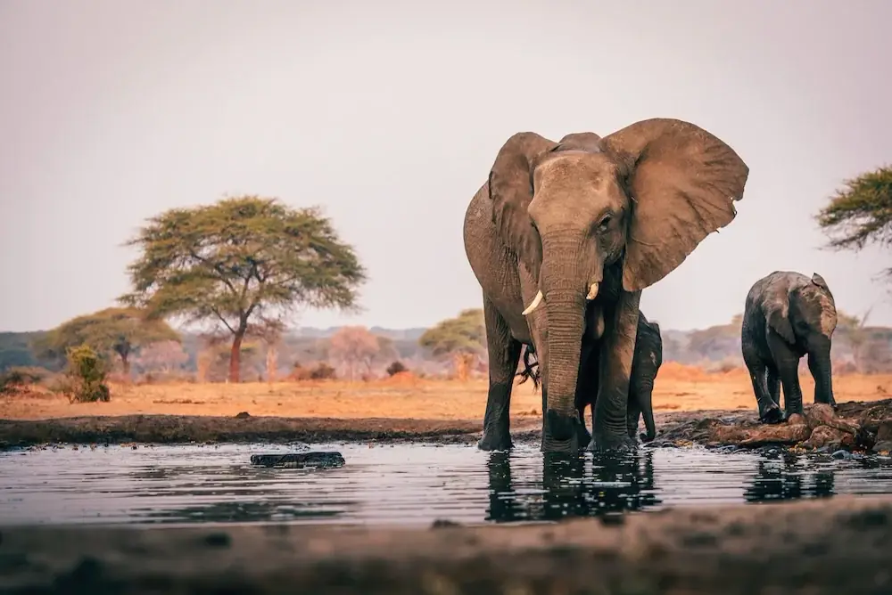 Elefantenherde am Wasser im Chobe Nationalpark im Norden Botswanas