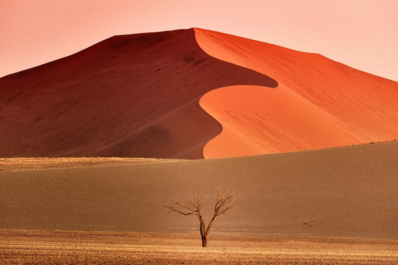Große rote Düne bei Sossusvlei in Namibia mit einzelnem Kameldornbaum in der Ebene davor